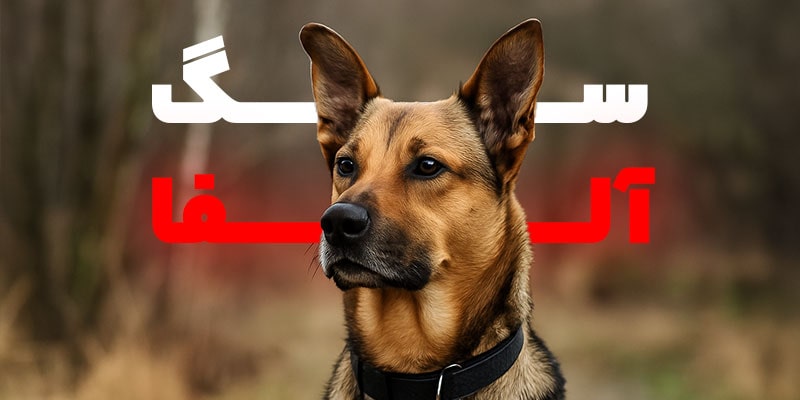 سگ آلفا واقعیت ندارد، نقد علمی و تربیتی تئوری آلفا