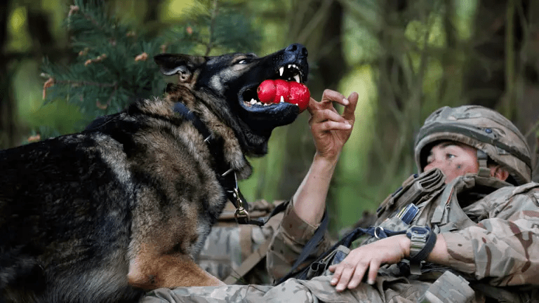 در طول بحران: حفظ امنیت و آرامش پت