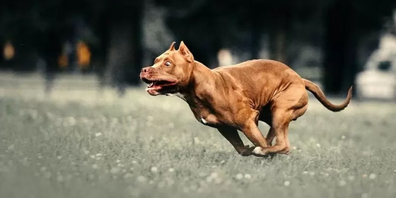 زومیز چیست؟