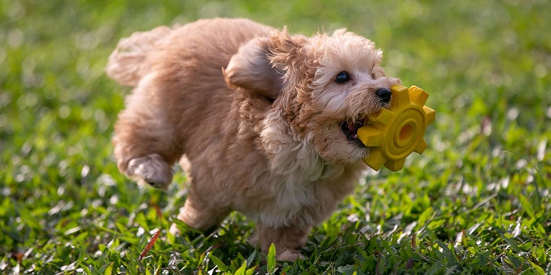 چگونه زومیز سگ را مدیریت و کنترل کنیم؟