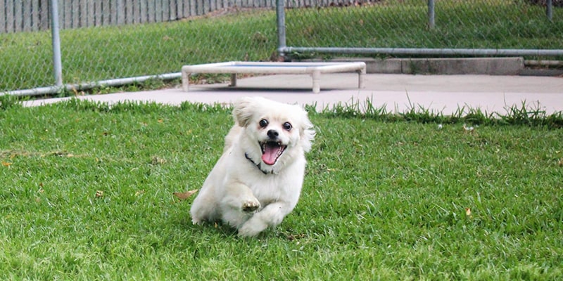 نشانه‌های زومیز در سگ‌ها: چگونه این رفتار را تشخیص دهیم؟