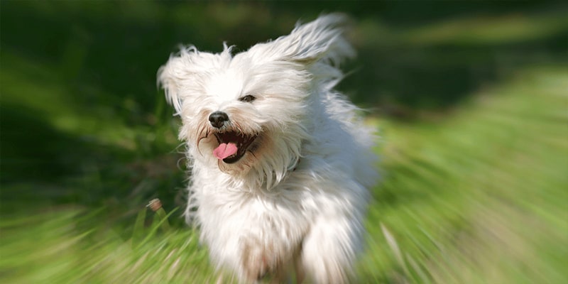 زومیز چیست؟ تعریفی جامع از رفتارهای هیجانی در سگ‌ها