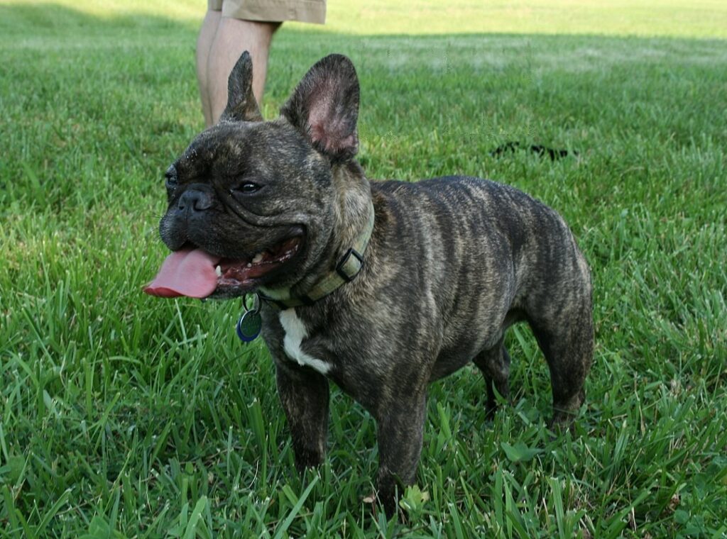 بولداگ فرانسوی (French Bulldog)