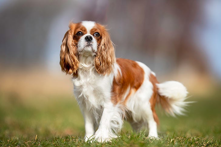 کاوالیر کینگ چارلز اسپانیل (Cavalier King Charles Spaniel)