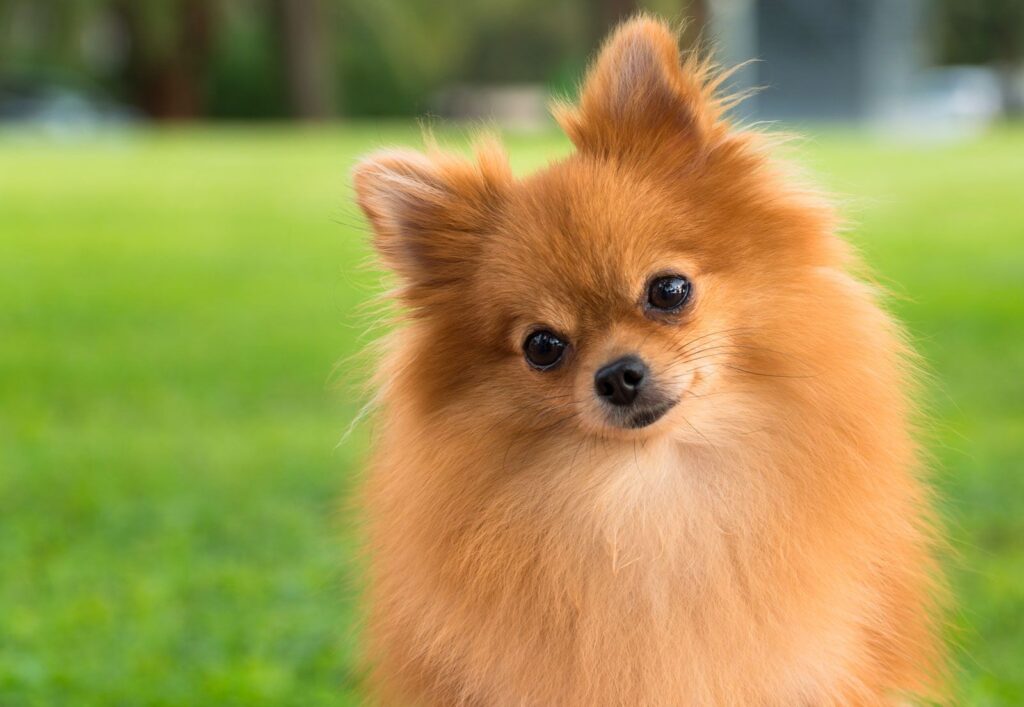 پامرانین (Pomeranian)
