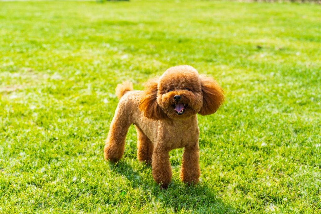 پودل مینیاتور و توي (Miniature & Toy Poodle)